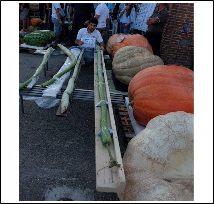 135.9 Casarotto 2016